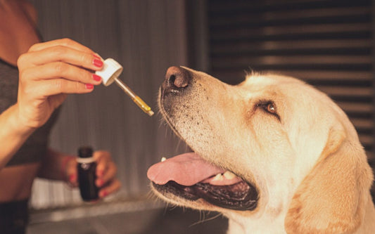 O Uso de CBD para Animais de Estimação: Gatos, Cães e Outros Animais Domésticos.